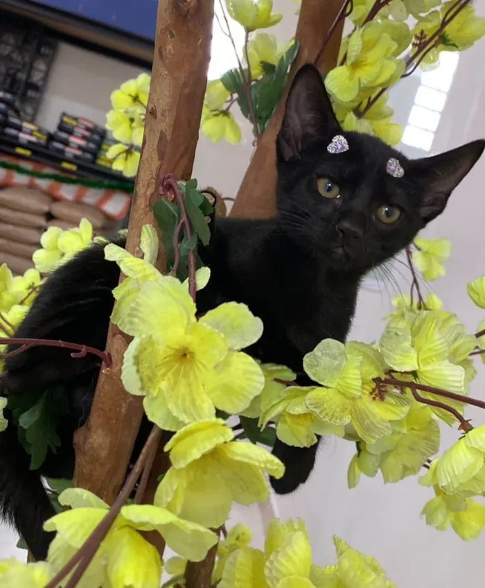 Gato ra a SRD-ViraLata idade 2 a 6 meses nome Filhotes 