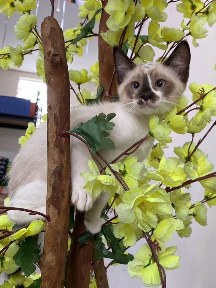 Gato ra a SRD-ViraLata idade 2 a 6 meses nome Filhotes 