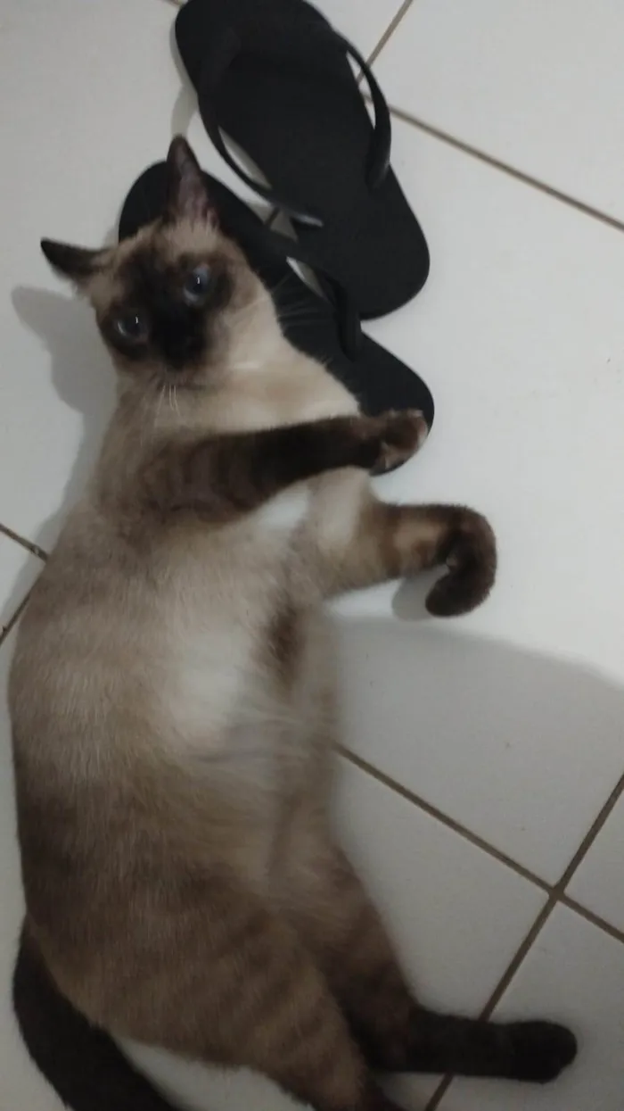 Gato ra a Siames idade 1 ano nome Mia