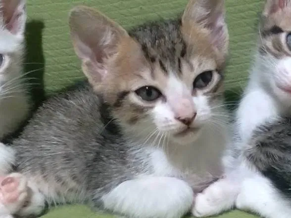 Gato ra a idade Abaixo de 2 meses nome Lua