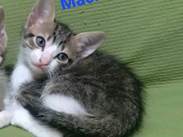 Gato ra a idade Abaixo de 2 meses nome Leão