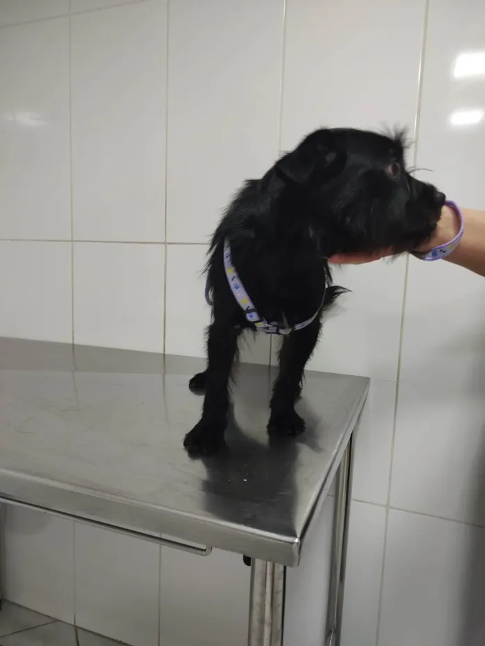 Cachorro ra a SRD-ViraLata idade 1 ano nome Luna 