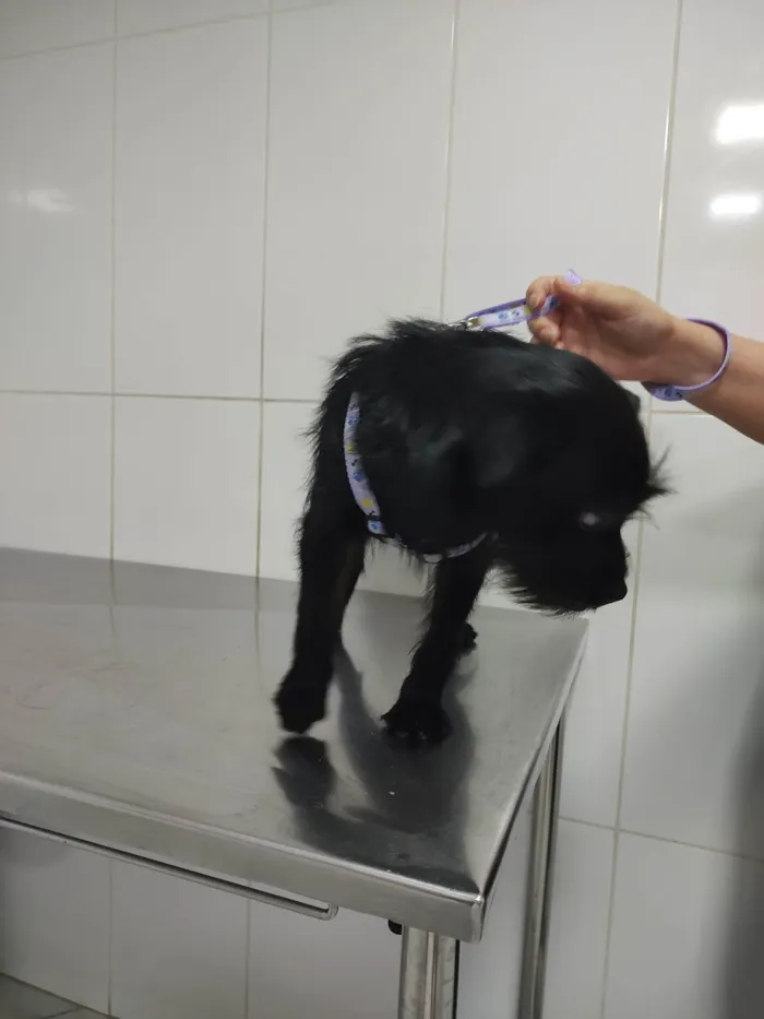 Cachorro ra a SRD-ViraLata idade 1 ano nome Luna 
