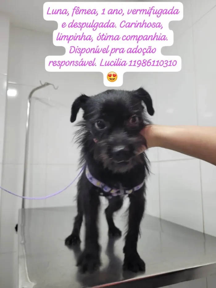Cachorro ra a SRD-ViraLata idade 1 ano nome Luna 
