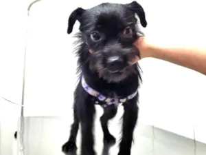 Cachorro raça SRD-ViraLata idade 1 ano nome Luna 