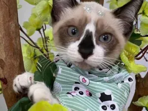 Gato raça SRD-ViraLata idade 2 a 6 meses nome Filhotes 