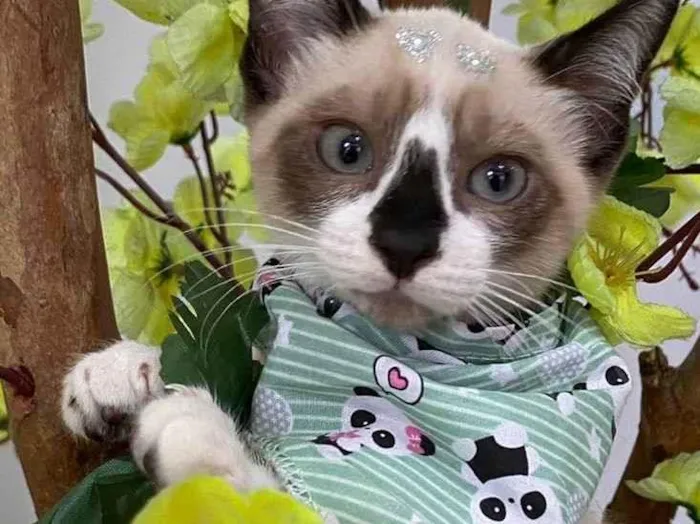 Gato ra a SRD-ViraLata idade 2 a 6 meses nome Filhotes 