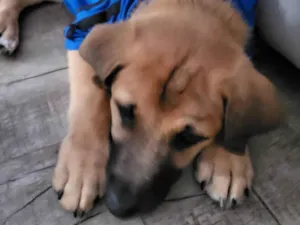 Cachorro raça Indefinida idade 1 ano nome Scoot