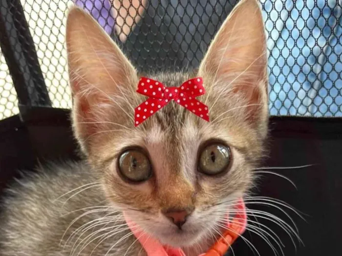 Gato ra a Mestica  idade 2 a 6 meses nome Sissi 
