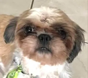 Cachorro ra a Mestico  idade 7 a 11 meses nome Simba 