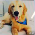 Golden 