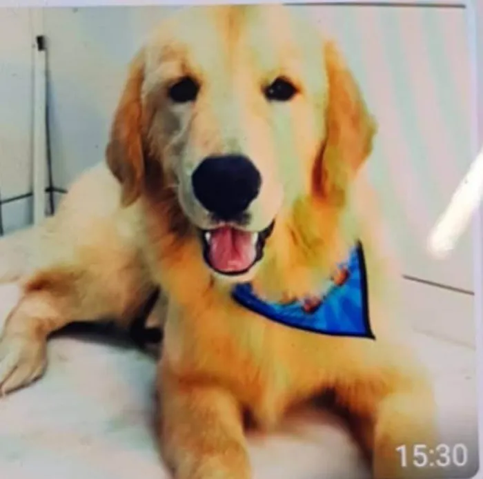 Cachorro ra a Golden retriever idade 7 a 11 meses nome Golden 