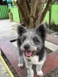 Drika