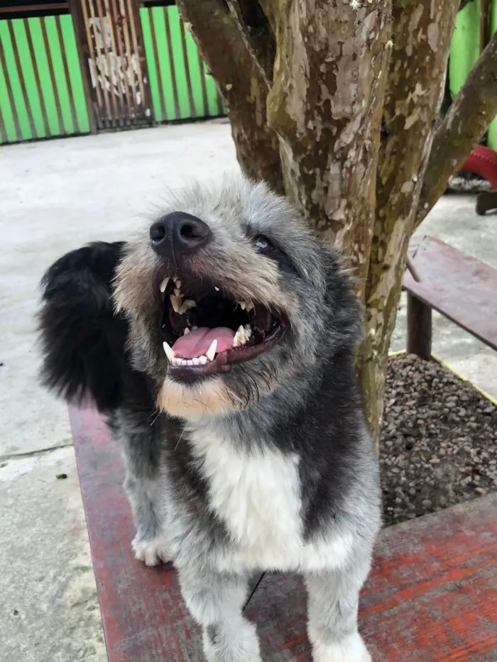 Cachorro ra a SRD-ViraLata idade 2 anos nome Drika