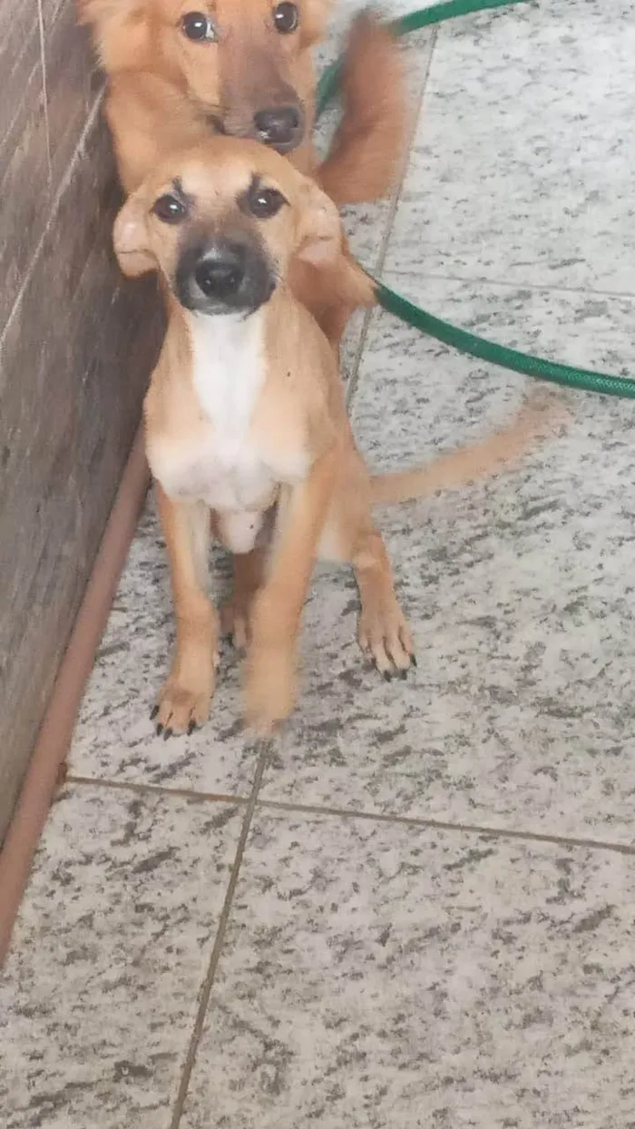 Cachorro ra a SRD-ViraLata idade 7 a 11 meses nome Zelda & Zara