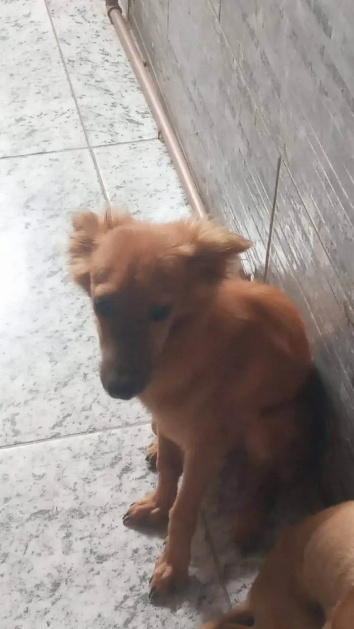 Cachorro ra a SRD-ViraLata idade 7 a 11 meses nome Zelda & Zara