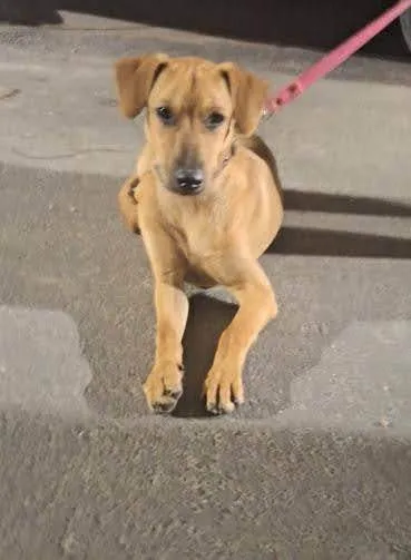 Cachorro ra a SRD-ViraLata idade 1 ano nome Pérola 