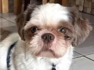 Cachorro raça Mestico  idade 1 ano nome Nick 