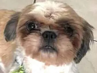 Cachorro ra a Mestico  idade 7 a 11 meses nome Simba 