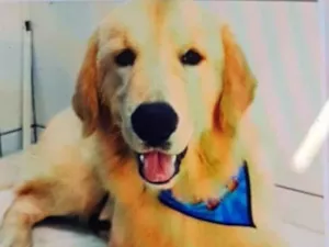Cachorro raça Golden retriever idade 7 a 11 meses nome Golden 