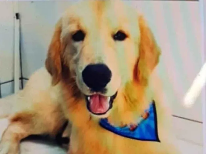 Cachorro ra a Golden retriever idade 7 a 11 meses nome Golden 