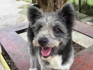 Cachorro raça SRD-ViraLata idade 2 anos nome Drika