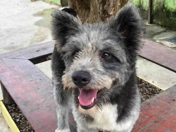 Cachorro ra a SRD-ViraLata idade 2 anos nome Drika