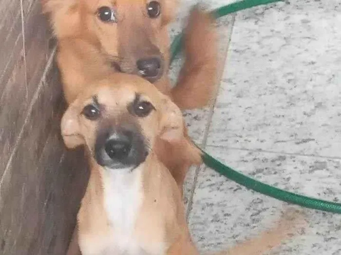 Cachorro ra a SRD-ViraLata idade 7 a 11 meses nome Zelda & Zara