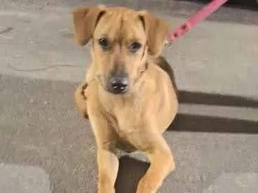 Cachorro ra a SRD-ViraLata idade 1 ano nome Pérola 