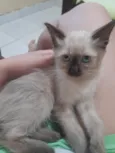 Menina