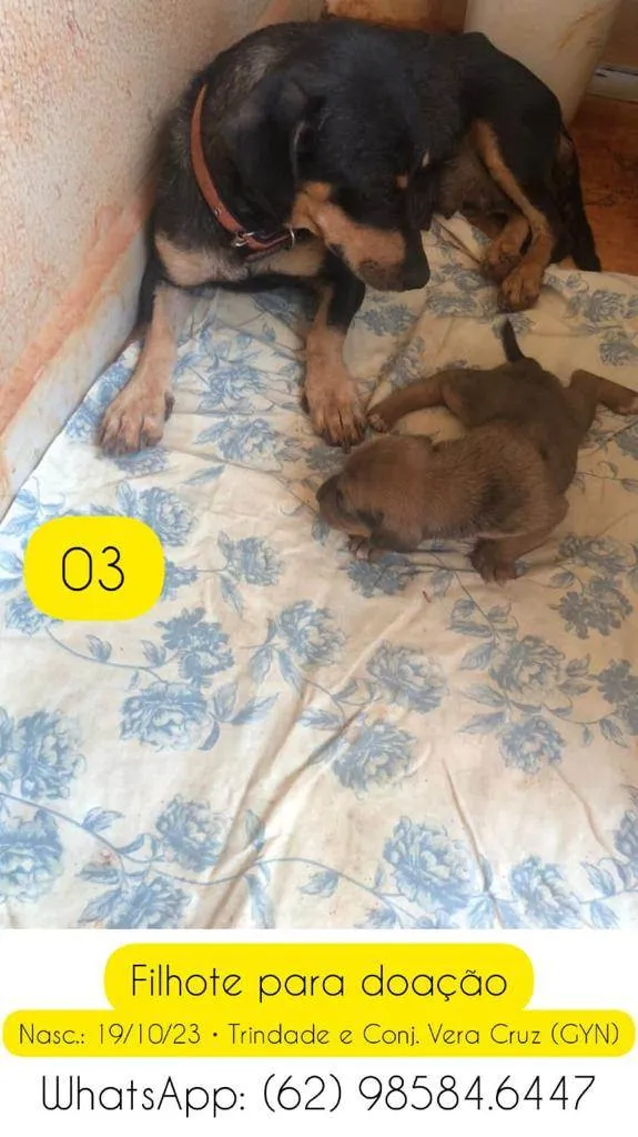 Cachorro ra a SRD-ViraLata idade Abaixo de 2 meses nome Filhote 03 de 05