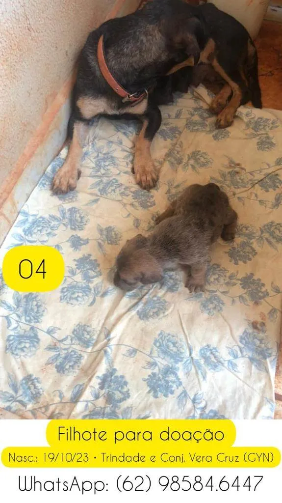 Cachorro ra a SRD-ViraLata idade Abaixo de 2 meses nome Filhote 04 de 05