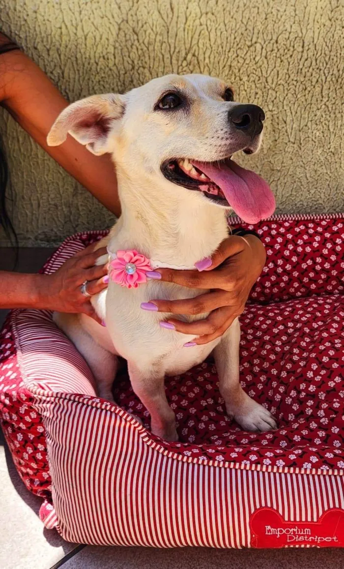 Cachorro ra a SRD-ViraLata idade 2 anos nome Manteiguinha