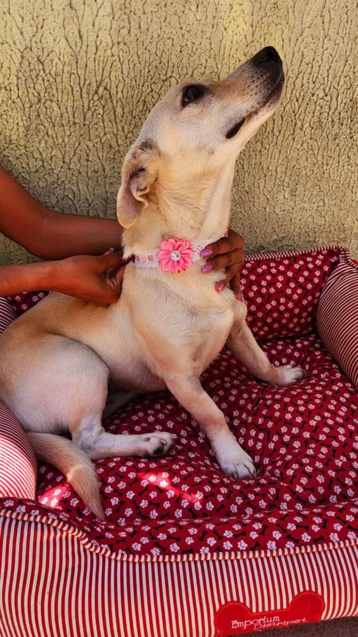 Cachorro ra a SRD-ViraLata idade 2 anos nome Manteiguinha