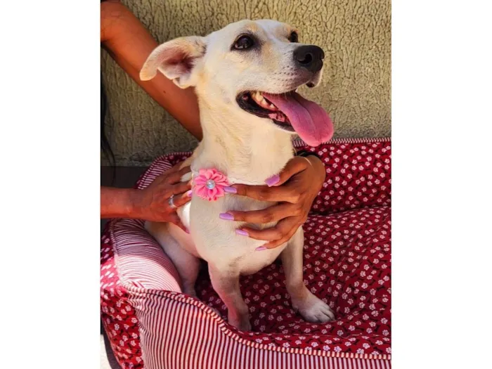 Cachorro ra a SRD-ViraLata idade 2 anos nome Manteiguinha