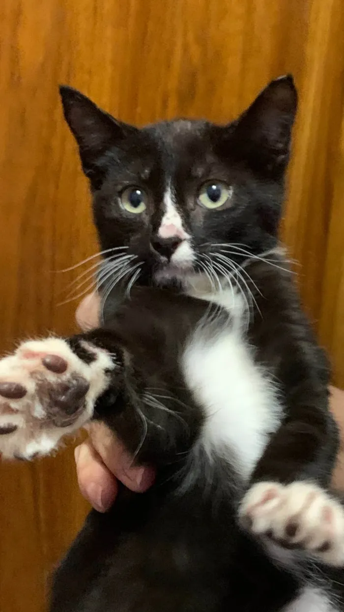 Gato ra a SRD idade Abaixo de 2 meses nome Frajola