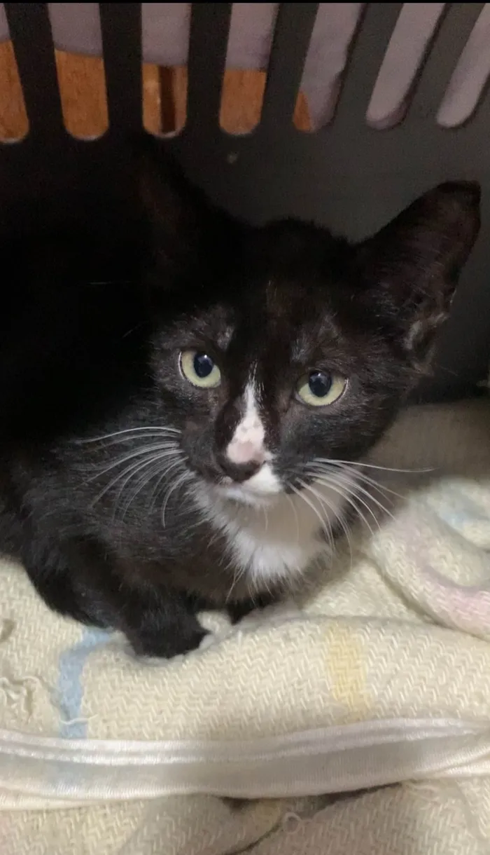 Gato ra a SRD idade Abaixo de 2 meses nome Frajola