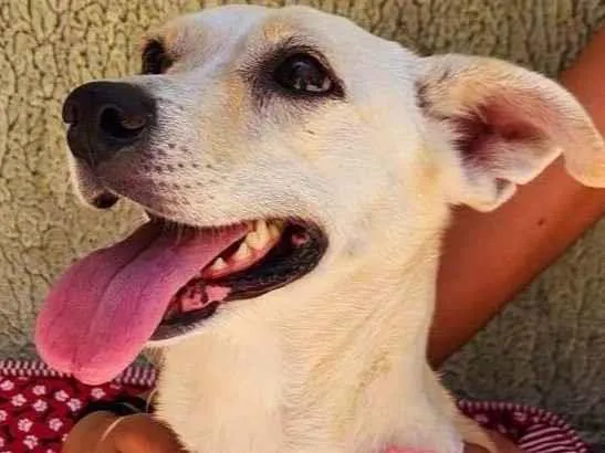 Cachorro ra a SRD-ViraLata idade 2 anos nome Manteiguinha