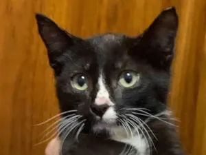Gato raça SRD idade Abaixo de 2 meses nome Frajola
