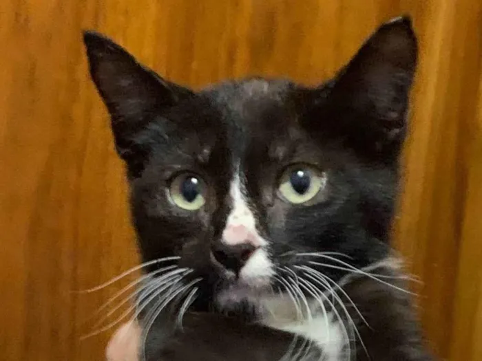 Gato ra a SRD idade Abaixo de 2 meses nome Frajola