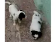 Não Tem Nomes Ainda, São Dois Filhotes