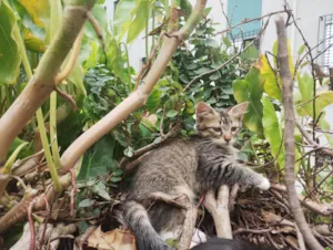 Gato raça  idade 2 a 6 meses nome Felix