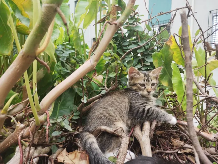 Gato ra a  idade 2 a 6 meses nome Felix