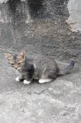 Felix