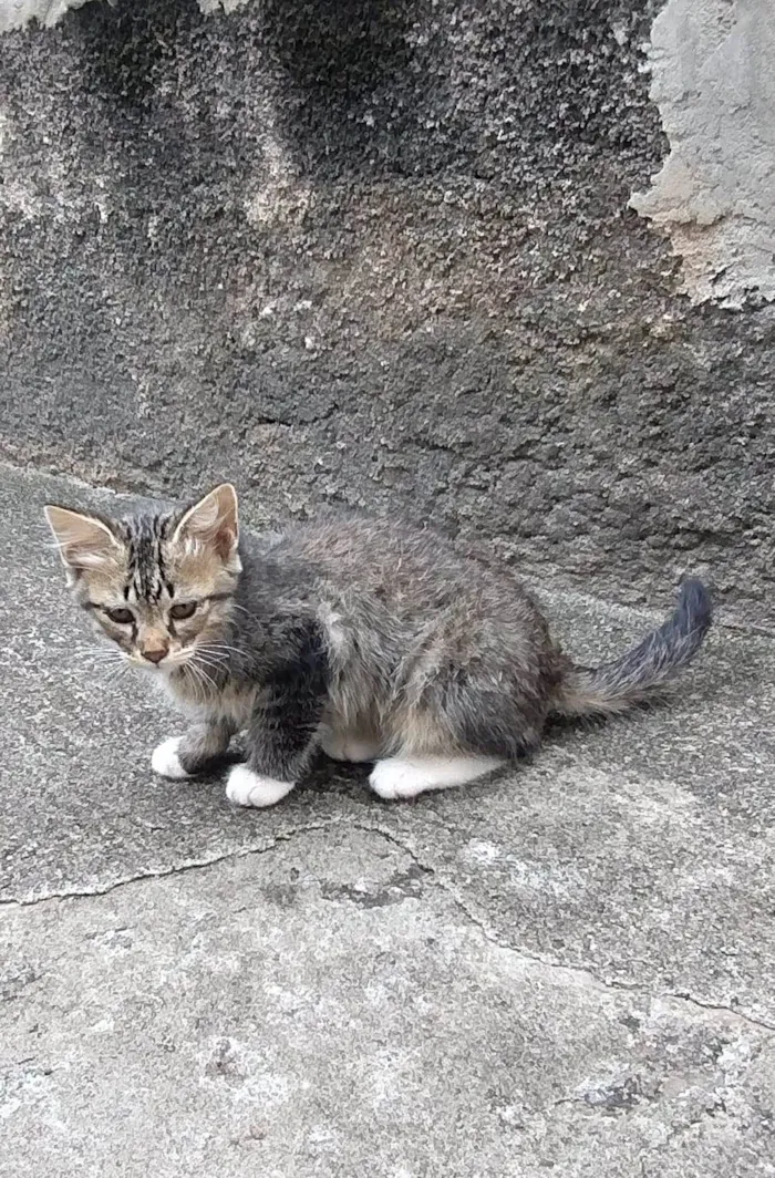 Gato ra a  idade 2 a 6 meses nome Felix