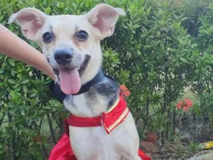 Cachorro raça Sem raça definida.  idade 7 a 11 meses nome Princesinha. 