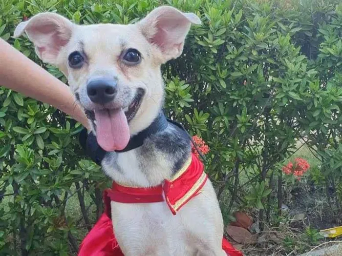 Cachorro ra a Sem raça definida.  idade 7 a 11 meses nome Princesinha. 