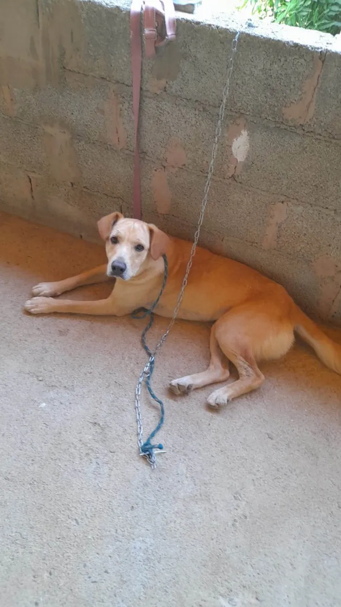 Cachorro ra a SRD idade 1 ano nome Luna