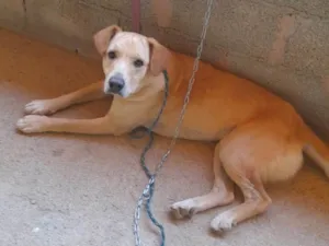 Cachorro raça SRD idade 1 ano nome Luna