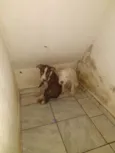 Thor e branca 